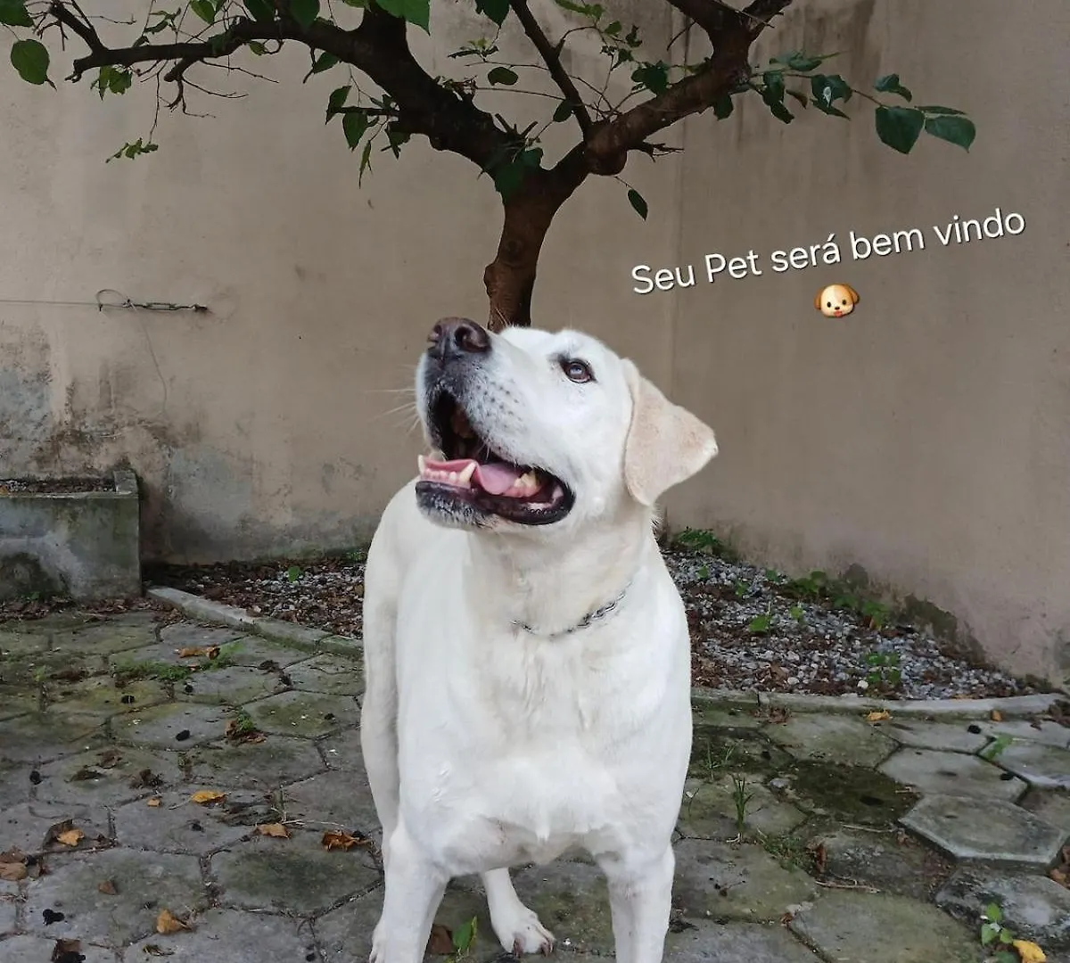 Tatil Evi Casa Villa Branca Jacarei - Proibido Festas E Som Alto